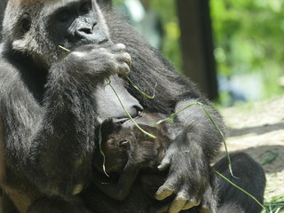 Gorilla mother and her baby at the zoo