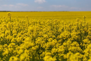 Obraz premium windmill_on rape fields