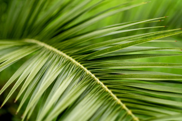 green leaf palm, close-up. photo wallpaper with a palm tree background. space for text
