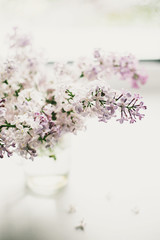 beautiful lilac flowers on the window in a vase, background - 350935435