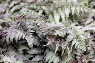 Athyrium niponicum (Red Beauty), outdoor plants 2020