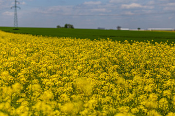 windmill_on rape fields