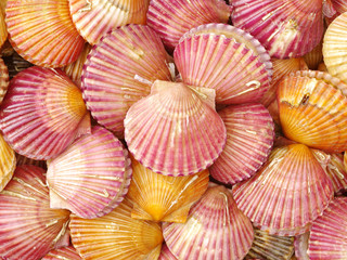 lots of scallop sea shells piled together background