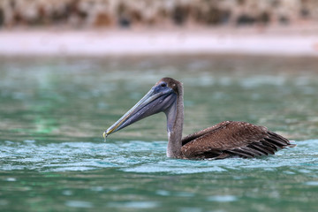 British Virgin Islands Pelicans Tortola