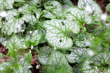 Brunnera macrophylla (Mr. Morse), outdoor plants 2020....