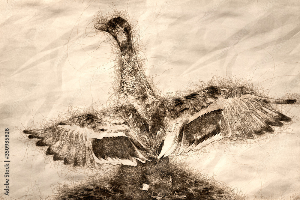 Canvas Prints sketch of a mallard duck resting on the cool water with wings outstretched