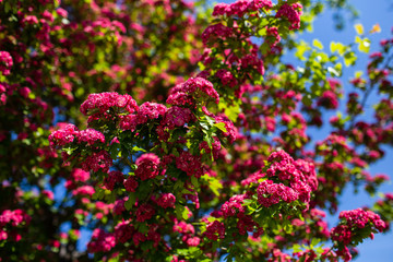 Różowe kwiaty drzew © Maciej