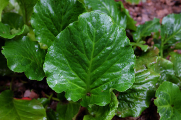 Bergenia purpurascens (Saxifragaceae), outdoor plants 2020