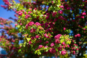 Różowe kwiaty drzew © Maciej