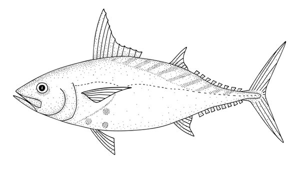 Mackerel tuna. Black hand drawn realistic outline vector image.
