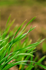 closeup of green grass