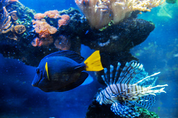 tropical fish and reef in the aquarium