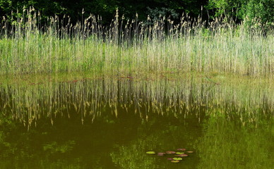 reeds in the water