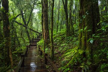 Obraz premium Wooden bridge walkway in to the rain forest