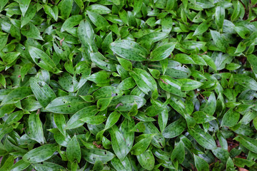 Tricyrtis hybr. (Hobane), outdoor plants 2020