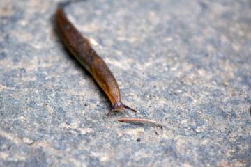 Brown Slug 01