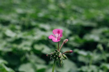 Outdoor geranium red flowers and green leaves，Pelargonium hortorum