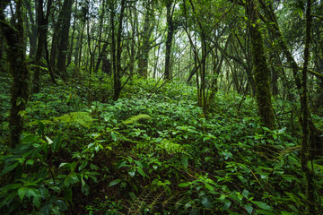 Tropical rain forest