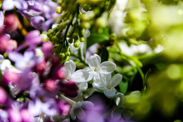 Wild Common Lilac flowers also known as Syringa vulgaris tree blossom blooming in spring.