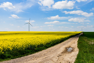 windmill_on rape fields