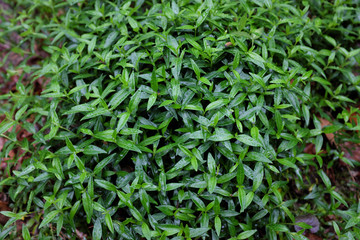 Vinca minor (Sabinka), outdoor plants 2020