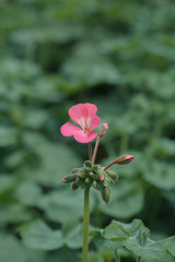 Obraz premium Outdoor geranium red flowers and green leaves，Pelargonium hortorum