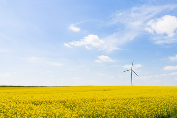 windmill_on rape fields