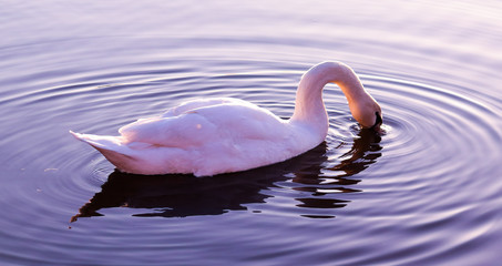 swan