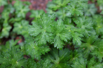 Geranium hybr. (Jolly Bee), outdoor plants 2020