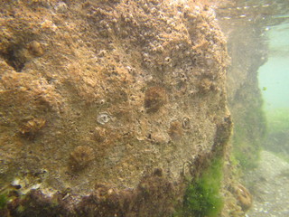 Mediterranean Sea wildlife from the lagune habitat
