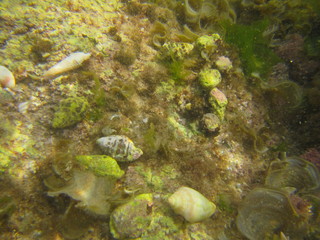 Mediterranean Sea wildlife from the lagune habitat
