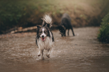 Plakat border collie running by the water in the park