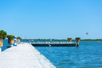 Pier on the river bank. A large flock of seagulls. Summer day.