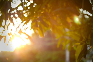 blurred, Beautiful nature evening Thailand, lens flare 