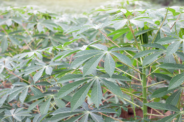 Cassava or Tapioca Fields with rain drops is growing in the countryside.