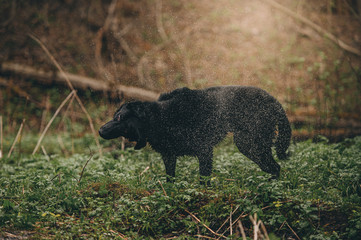 Naklejka premium black east European shepherd dog