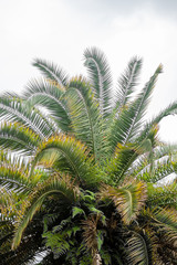 palm tree in the botanical garden in the summer