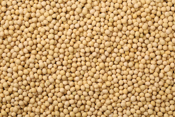 soy beans on white background.