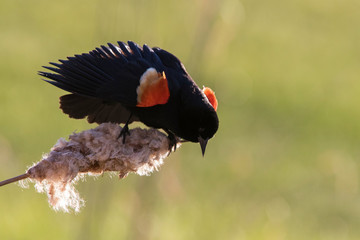 Red-winged blackbird