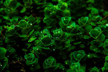 Green leaf pattern on macro after rain, atmospheric shot