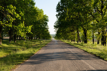 Fototapeta na wymiar Narrow line of forest asphalt road hidden between the trees