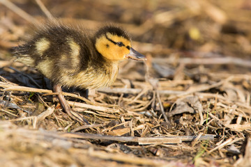 Mallard family in early spring