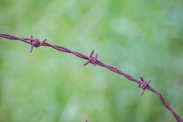 close up of iron rusty barbed wire or razor wire against nature background