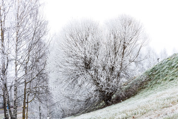 White snow on the tree in Norwegian village in a winter snowy day in the Skedsmo,  a municipality...