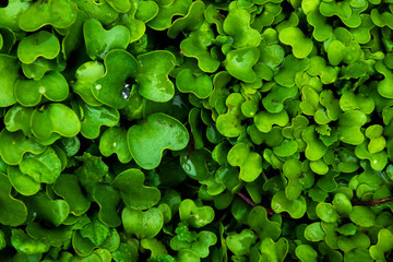 Green leaf pattern on macro after rain, atmospheric shot