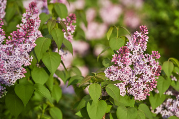 Obraz premium lilac flower and green leaf. natural eco view. Branches sunlight.
