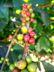 Coffee beans  From trees coffee