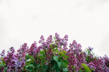 
Bushes of blooming lilacs against a white sky. Copy space