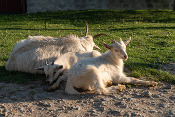 Goats on family farm. Goat with her cubs on the farm. Family of a mother and her children