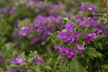 .purple flowers in green on a blurred background